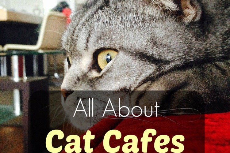 cat-cafe-japan
